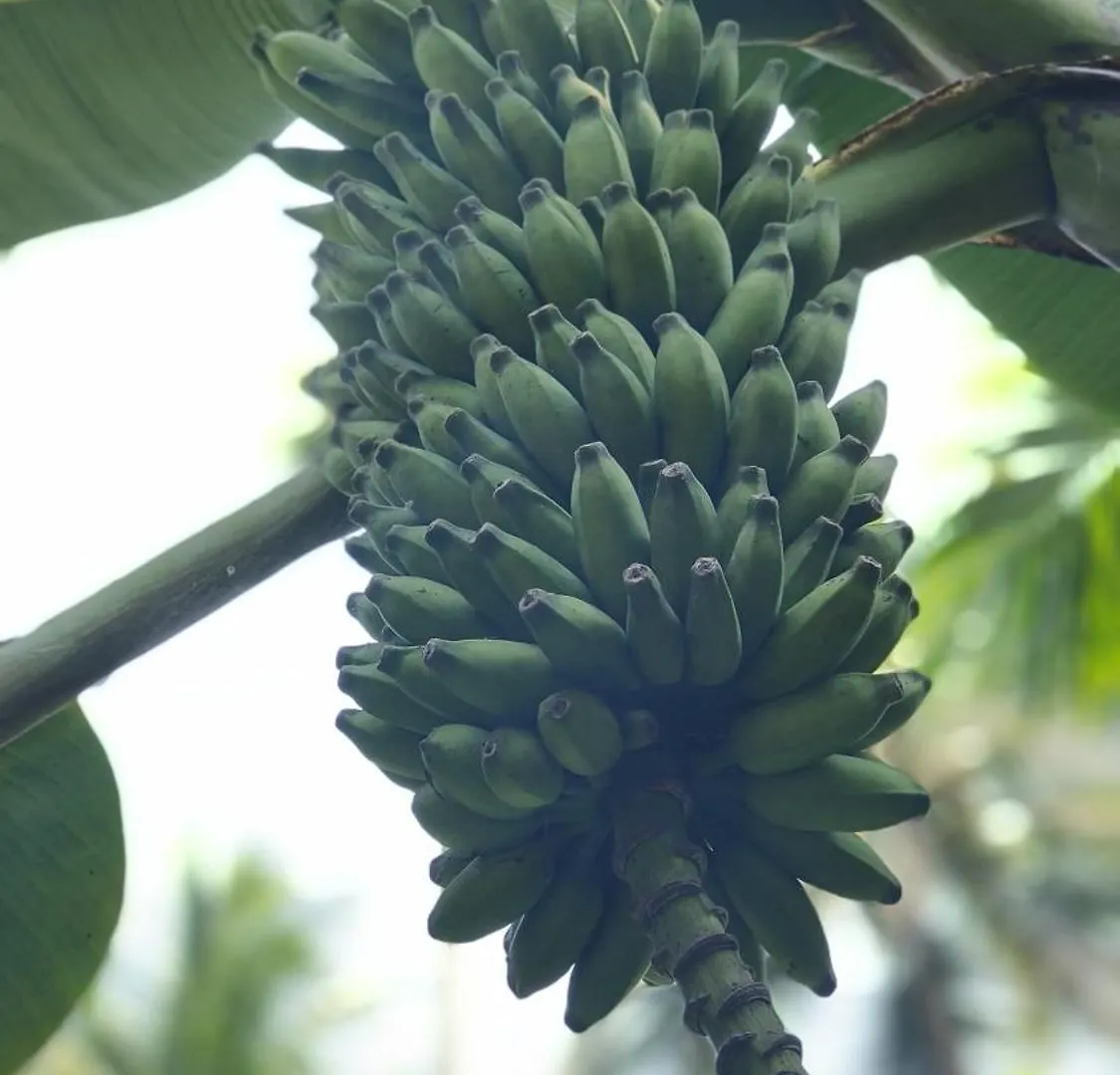 Rose Villa Farm Stay Paithalmala