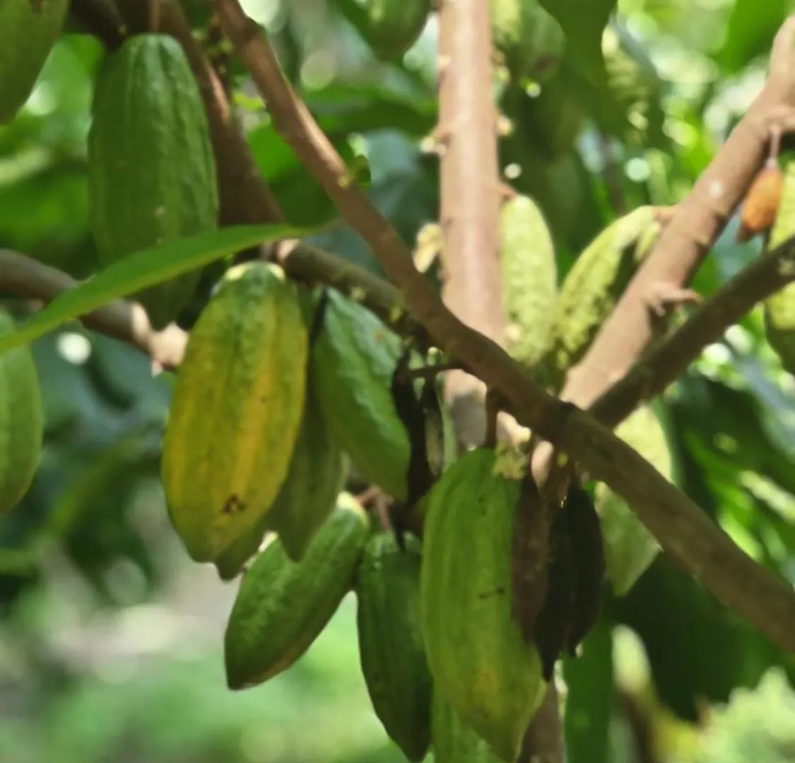 Rose Villa Farm Stay Paithalmala