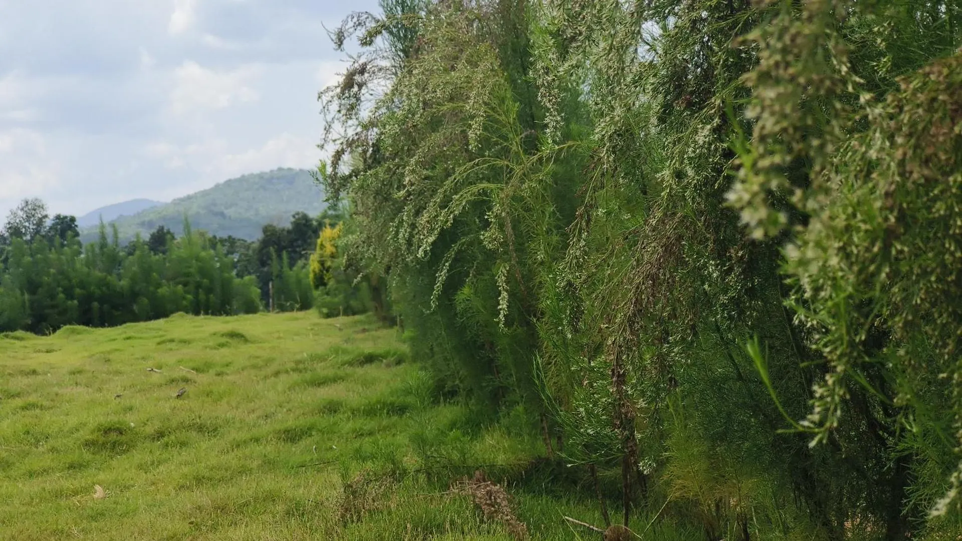 Rose Villa Farm Stay Paithalmala