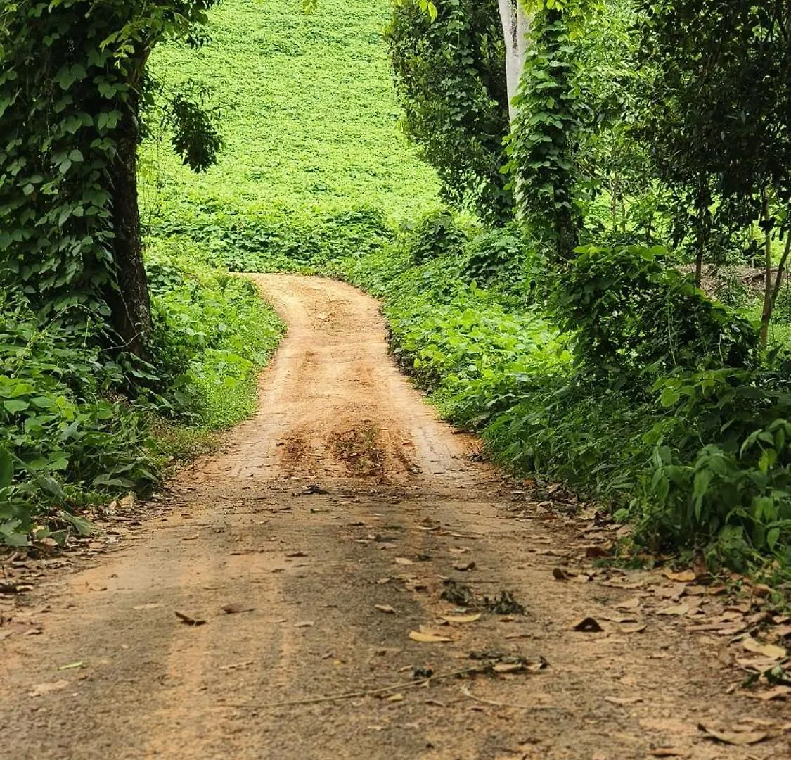 Rose Villa Farm Stay Paithalmala Indie