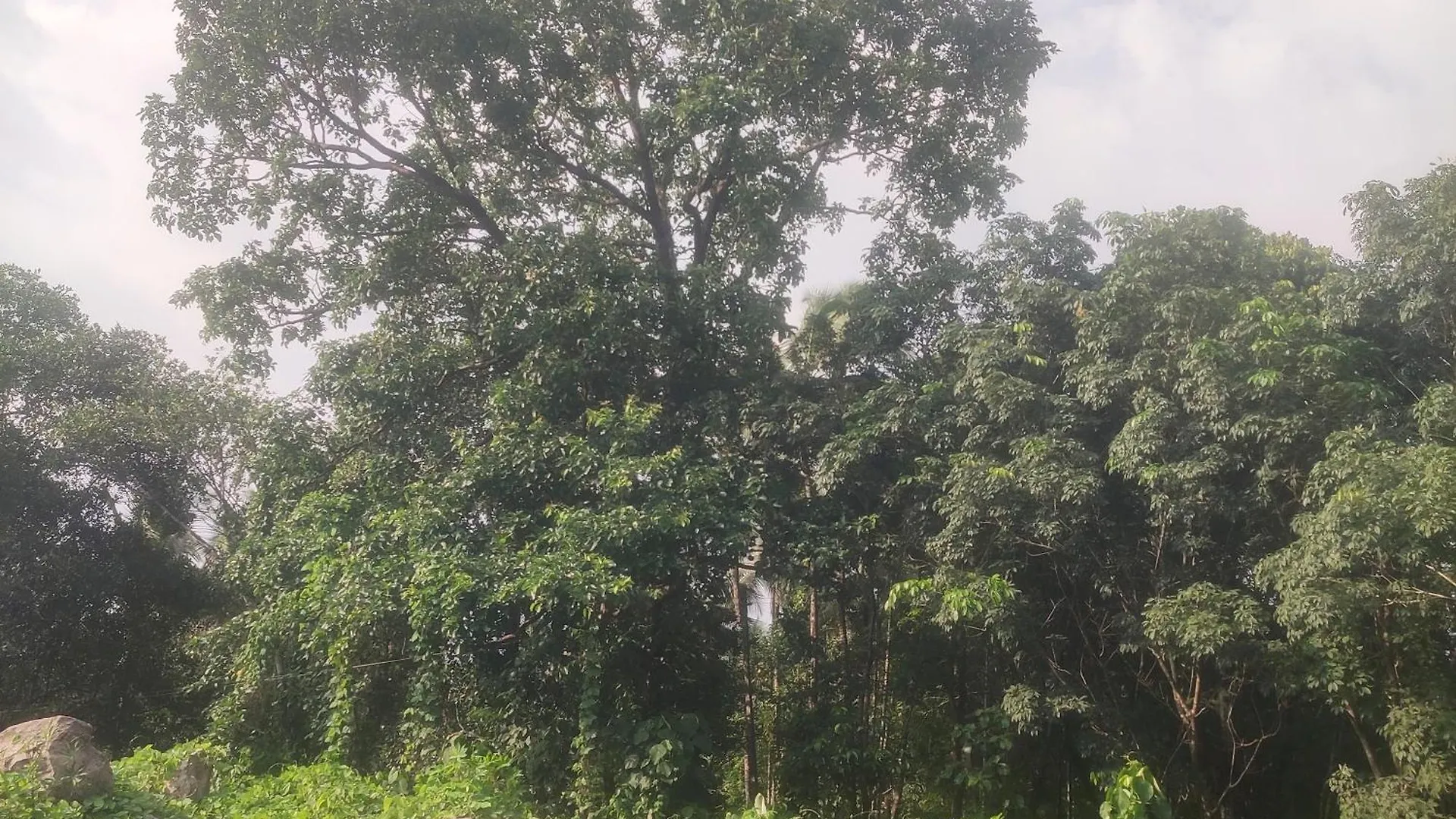 Rose Villa Farm Stay Paithalmala