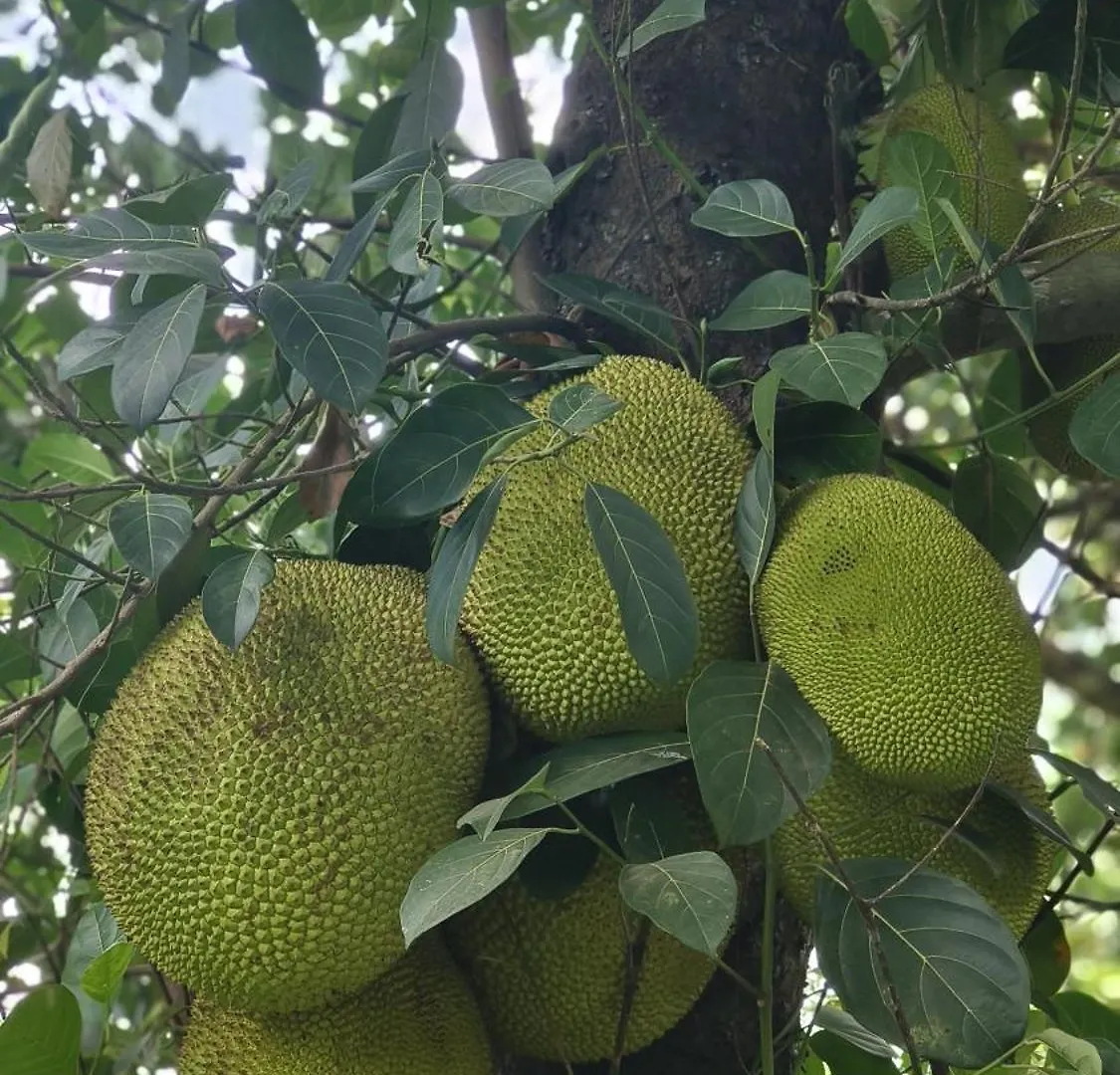 Rose Villa Farm Stay Paithalmala